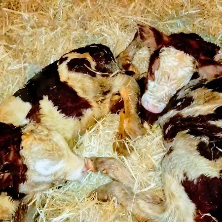 Klausenstein Gutshof Hollersbach * 胡勒斯巴赫平