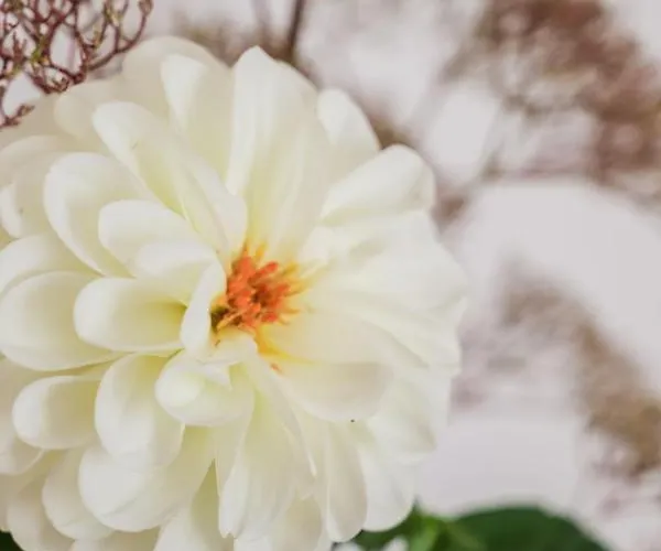 Daire Klausenstein Gutshof Hollersbach *