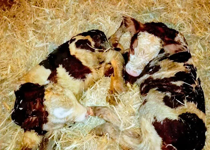 Klausenstein Gutshof Hollersbach * Hollersbach im Pinzgau